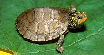 8-year-old boy hides turtle in his undies, tries to smuggle it on a plane