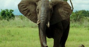 86 elephants are killed by poachers in Chad