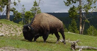 Researchers find mummified bison in remote Siberia