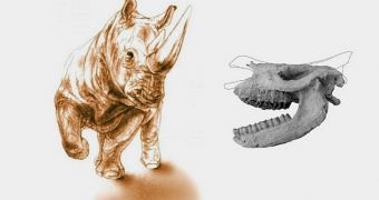 9.2 Million Year Old Rhino Skull Preserved in Volcanic Rock