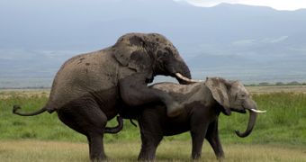 African elephants mating. See the size difference between the sexes