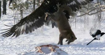 Golden eagle attacking a red fox