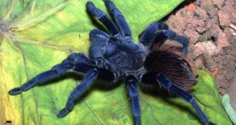 Researcher documents three new tarantula species in Brazil