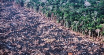 The illegal timber market must be held responsible for major deforestations in the Amazon basin
