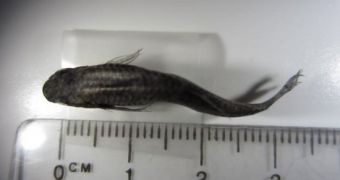 Mosquitofish from Lake Sutton showing lateral curvature of the spine