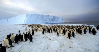 9000 Emperor Penguins Meet Humans for the First Time Ever – Video