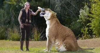 Hercules the liger is about 10 feet (3 meters) long