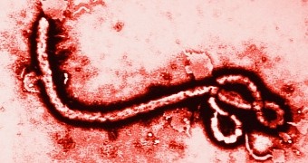 Scientists find a 2-year-old is behind the Ebola outbreak