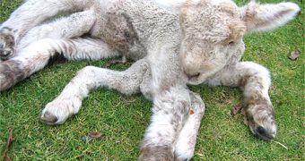The 7-legged lamb