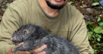 Mammalogist Martua Sinaga holds a 3-pound (1.4-kg) new giant rat