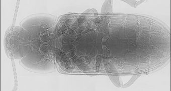 An X-ray of the yellow mealworm beetle (Tenebrio molitor), revealing the system of white tubes or tracheae running through its body