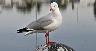 Most people think seagulls are adorable creatures