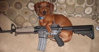 This week, a dog in the US shot its owner with a rifle