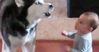 A husky dog disagrees with a baby