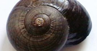 This is the shell of a land snail (Powelliphanta)