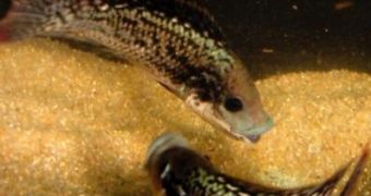 A party of oral sex in cichlid fish