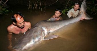The newly captured giant Mekong catfish