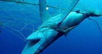 A blue shark entangled in a fishing net
