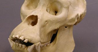 The skull of a mountain gorilla