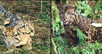 Left: Mainland species. Right: Borneo-Sumatra species