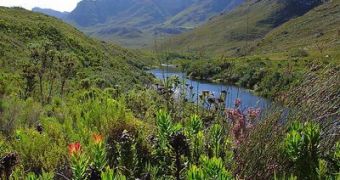 South African fynbos