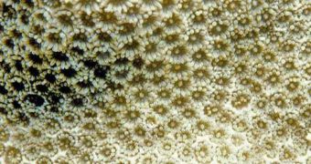 Close-up of Porites pukoensis, just one of the critically endangered species of coral