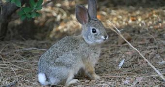 Biologist claims to have figured out why a rabbit's tail is brighter than the rest of its body