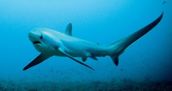 Thresher sharks use their long tail to stun prey