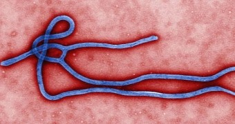 Experts believe blood transfusions could help contain the ongoing Ebola outbreak in West Africa