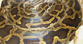 Pythons can increase their heart size by as much as 40 percent when they feed