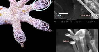 Gecko foot and setae seen through electronic microscopy