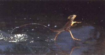 A basilisk (Basiliscus) runing on two legs onto the water