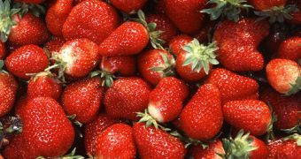 Researchers want to prove that, after adding strawberries to their daily menu, people will be able to fight stomach illnesses such as Gastritis