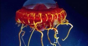 A deep sea jellyfish found by a US-Philippine underwater expedition in the Celebes Sea