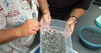 Archaeologist James Sinclair inspects pearls found when a lead box was opened in Key West, Fla., on Friday. On the right is Gary Randolph of Mel Fisher's Treasures.