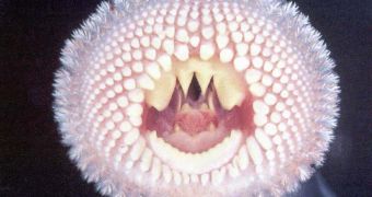 The condom would be like this lamprey mouth (a jawless predatory fish)...