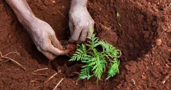 A Kenyan planting a tree seedling in Ruiru town, Nairobi (Africa)