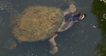 This common turtle survives better in the cities of eastern Australia than it does in its own ecosystem