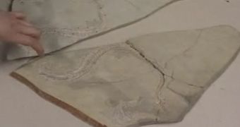 The fossil of Eupodophis