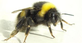 Bumblebees send out data of their defenses through numerous mechanisms, researchers say