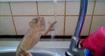A Well-Mannered Chameleon Washes His Hands at the Sink