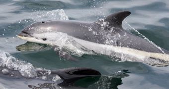 Ice kills some 40 white-beaked dolphins in Canadian waters