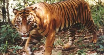 About 50% of the Captive Tigers Are Purebred