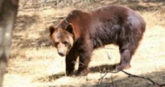 Abused bear gets rescued after living in a cage for six years