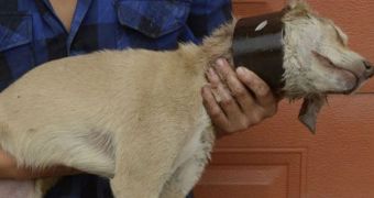 Abused dog is rescued by animal rights defenders in China
