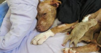 Abused pit bull named Petunia dies shortly after giving birth