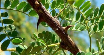 Acacia Plants Force Ants to Protect Them