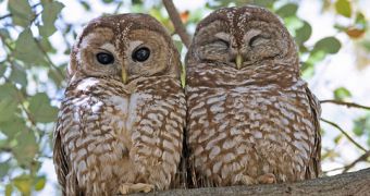 Active Forest Management Might Help Spotted Owls