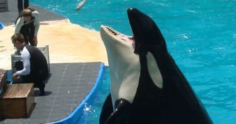 Lawsuit aims to rescue orca held in captivity for over 40 years