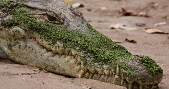 Crocodile marries mayor of fishing town in Mexico